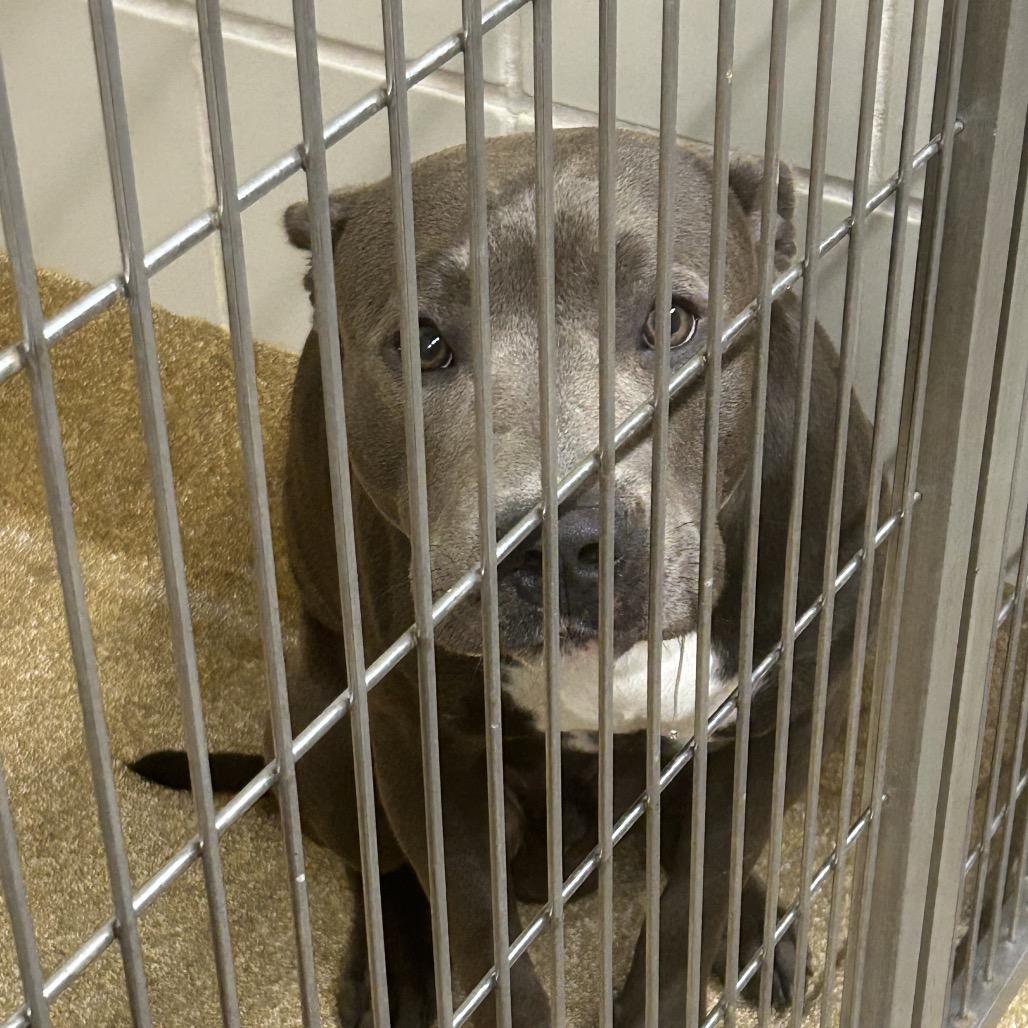 Enlarge Asher, a Adoptable mixed breed in League City, TX image 2/2