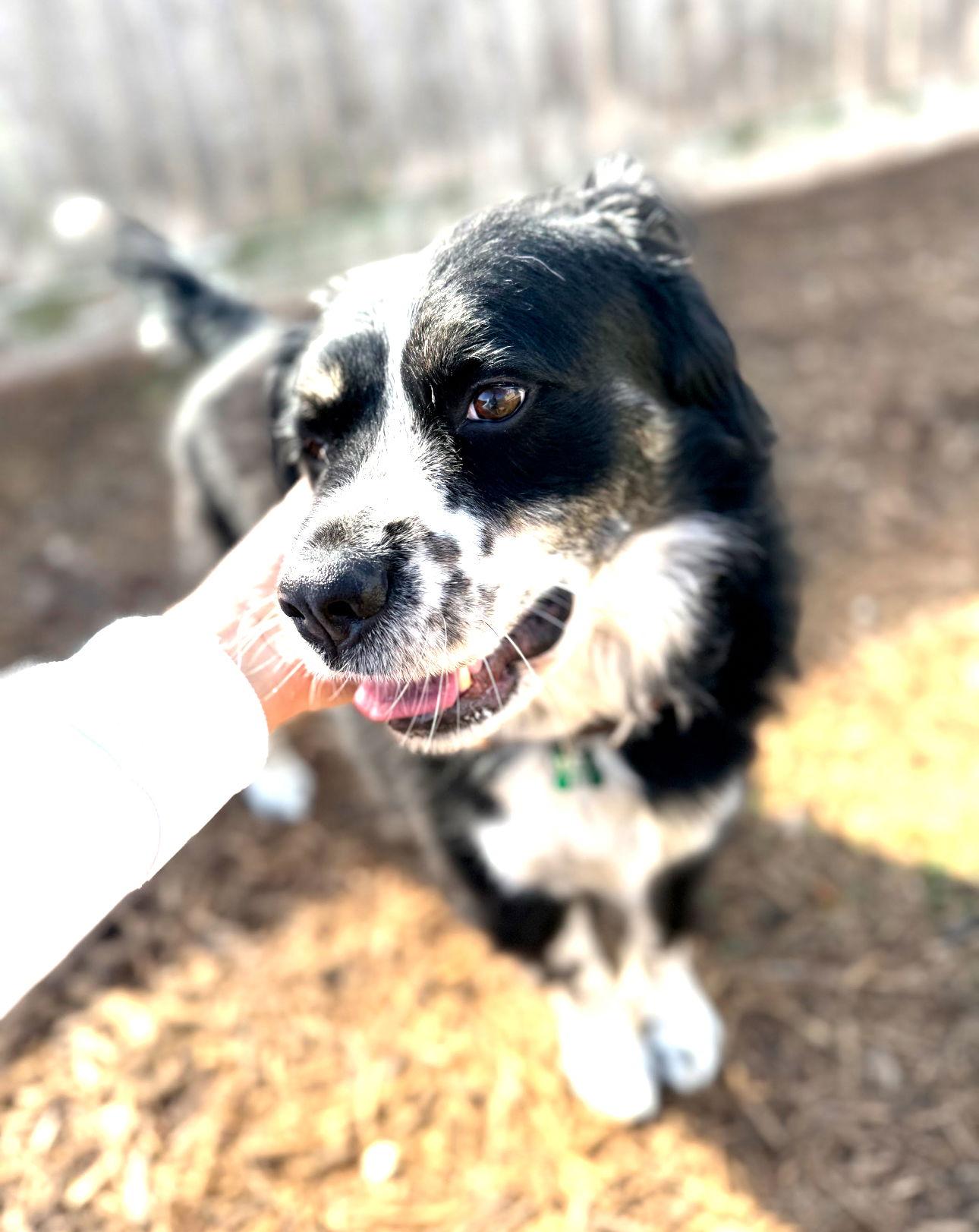 Enlarge Arlo, a Adoptable Australian Shepherd in Houston, TX image 1/3