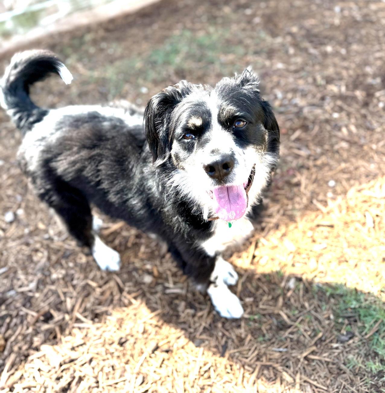 Enlarge Arlo, a Adoptable Australian Shepherd in Houston, TX image 2/3