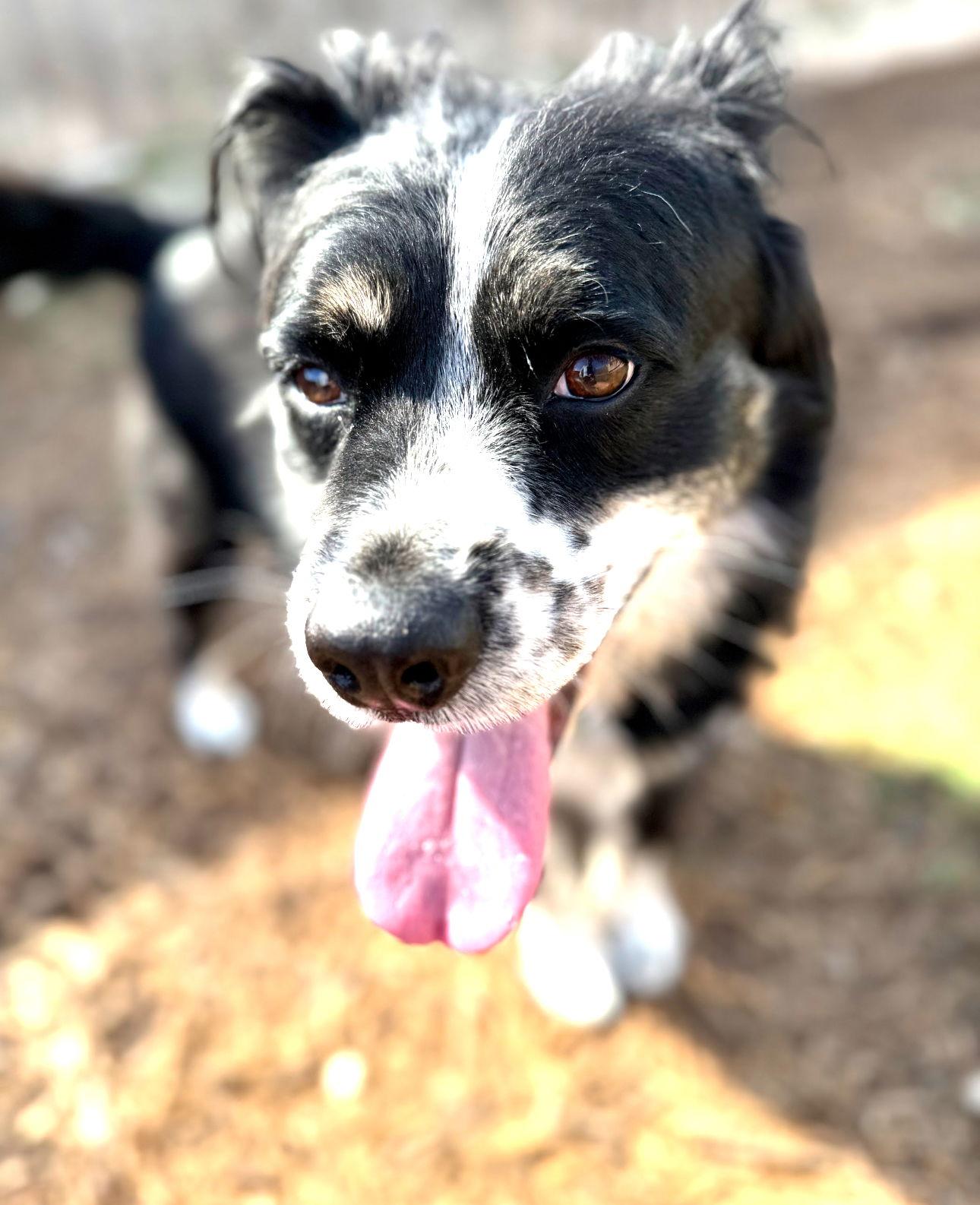 Enlarge Arlo, a Adoptable Australian Shepherd in Houston, TX image 3/3