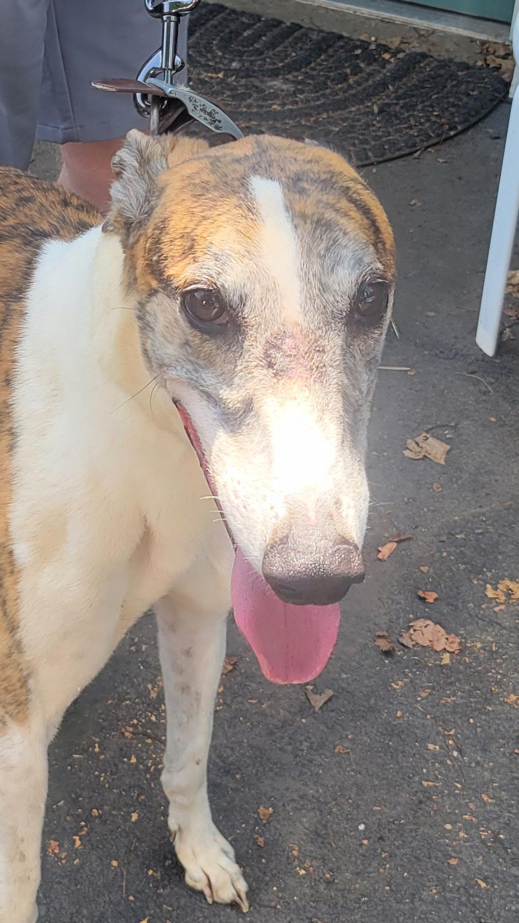 Enlarge Ww Gregori, a Adoptable Greyhound in Allentown, PA image 3/5
