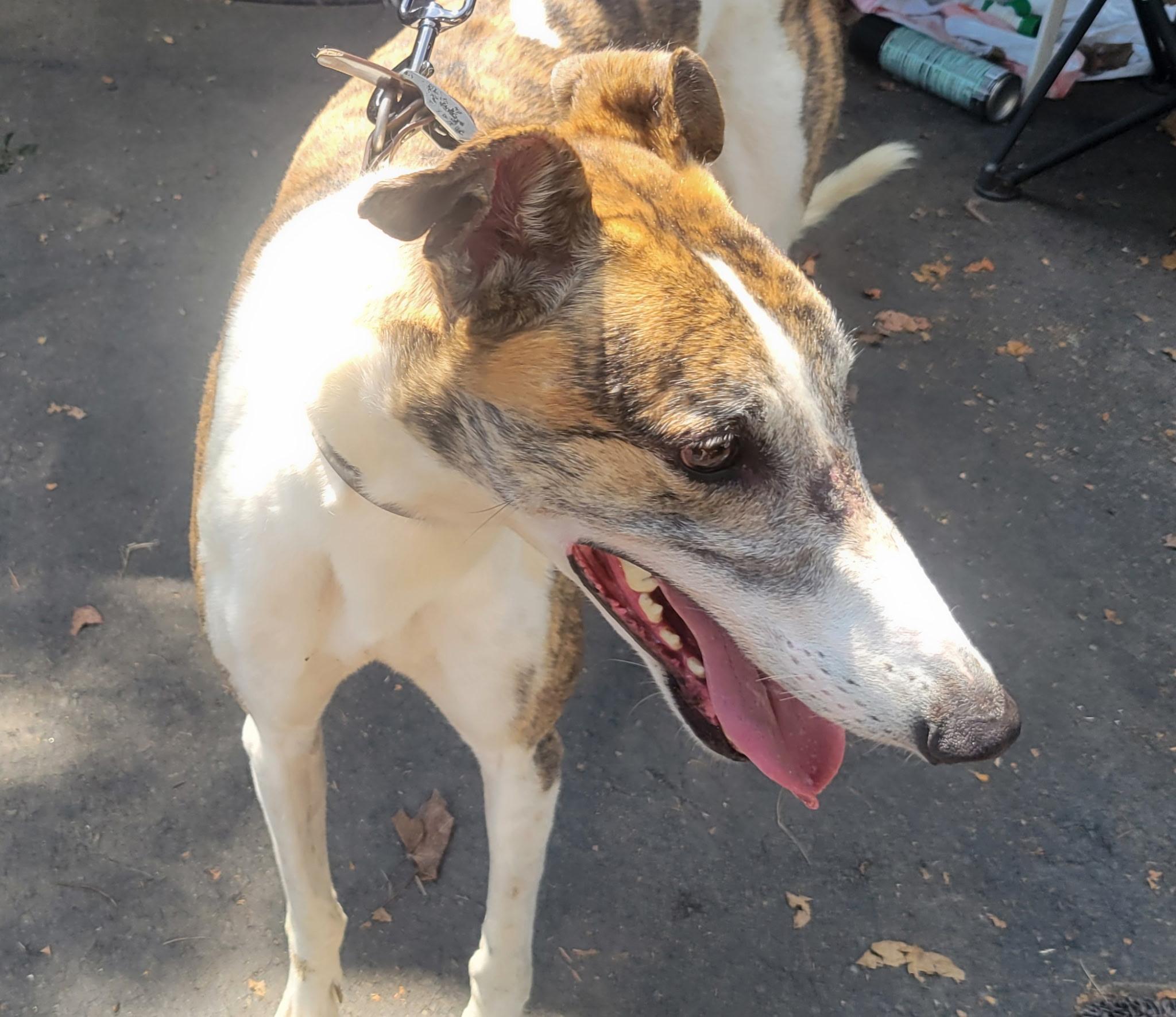 Enlarge Ww Gregori, a Adoptable Greyhound in Allentown, PA image 4/5