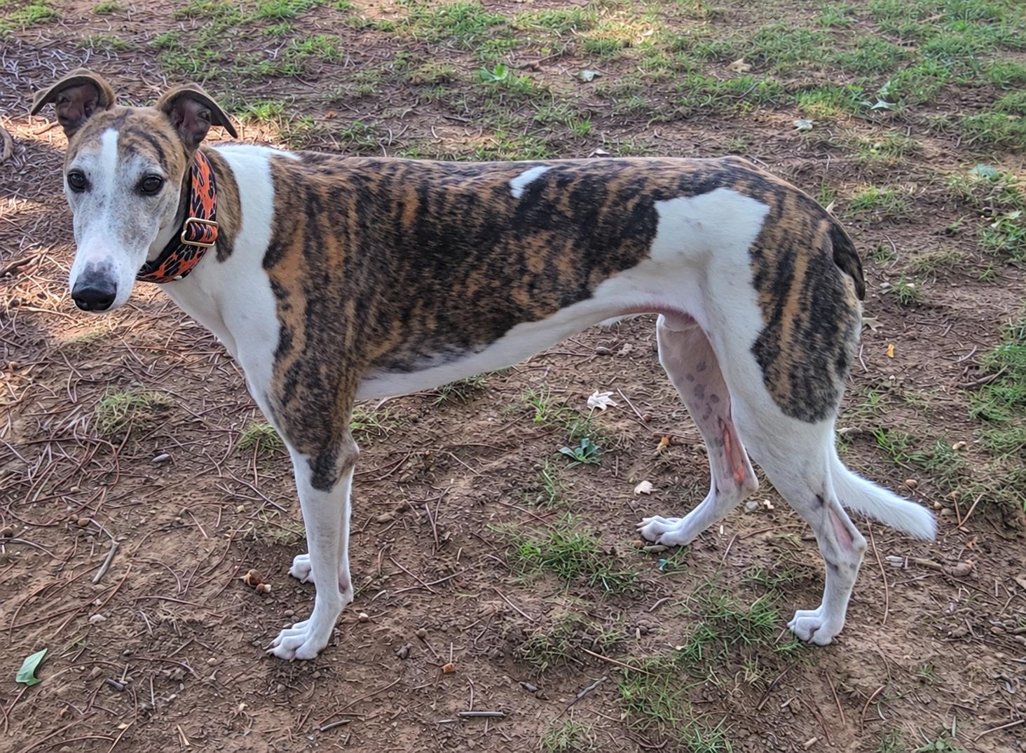 Enlarge Ww Gregori, a Adoptable Greyhound in Allentown, PA image 5/5