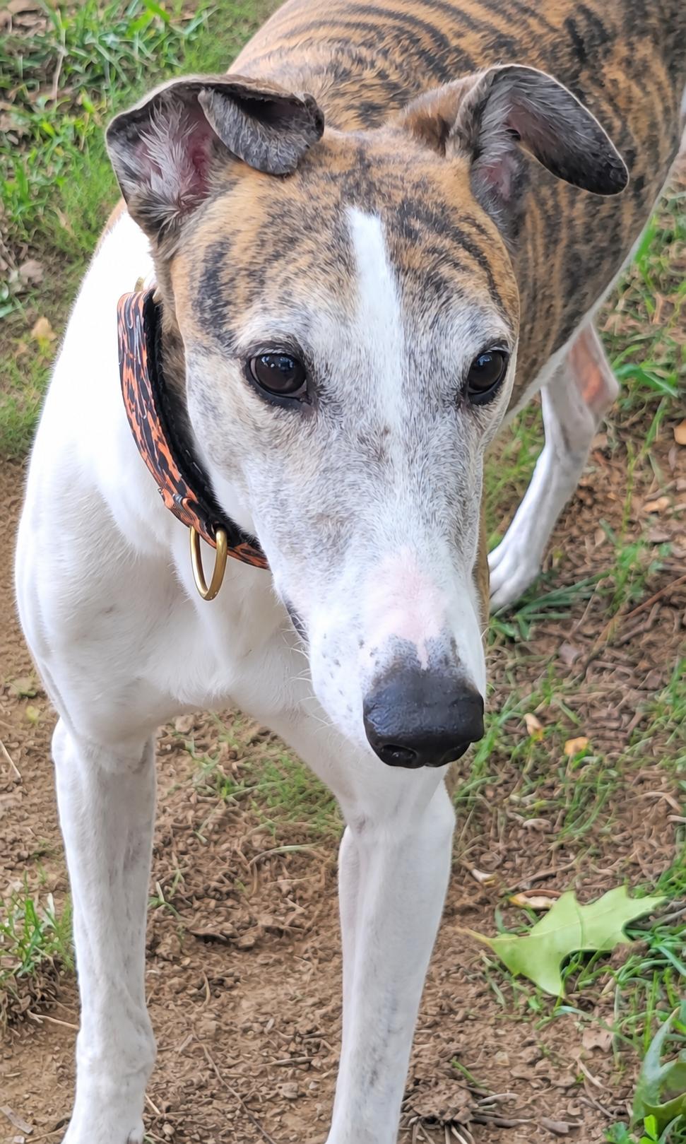 Ww Gregori, Adoptable, Adult Male Greyhound.