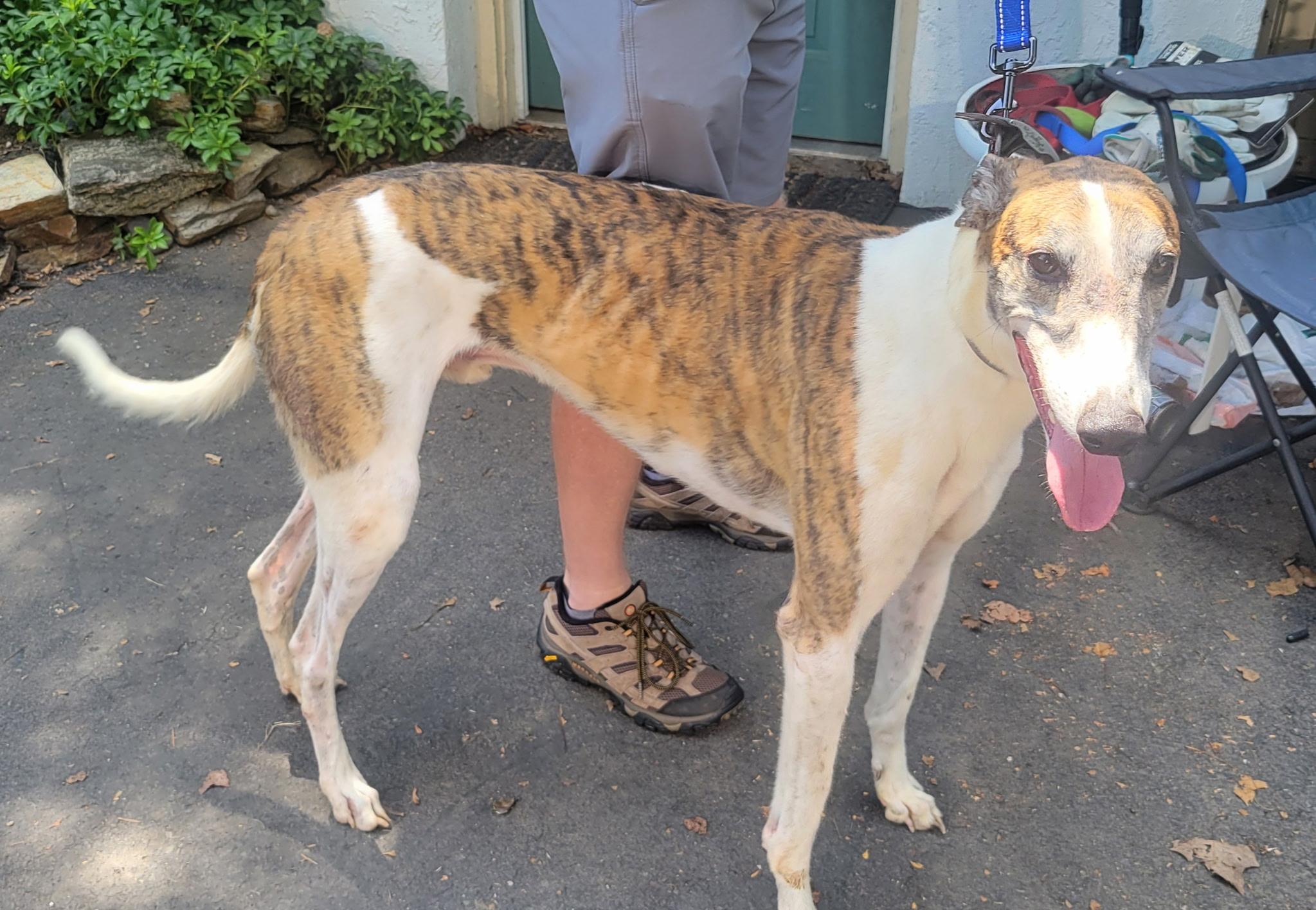 Enlarge Ww Gregori, a Adoptable Greyhound in Allentown, PA image 2/5