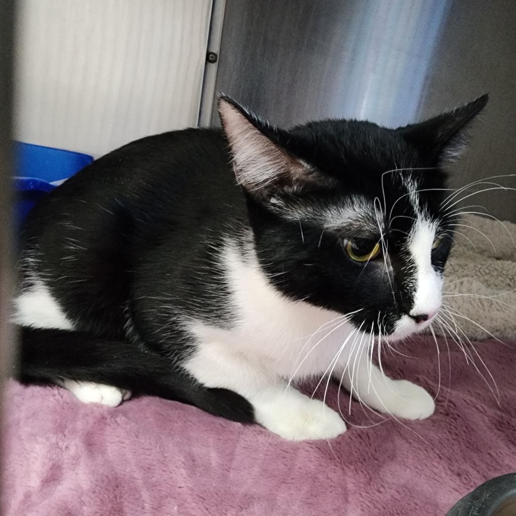 Enlarge Big Billy, a Adoptable Domestic Short Hair in Dixon, IL image 1/2