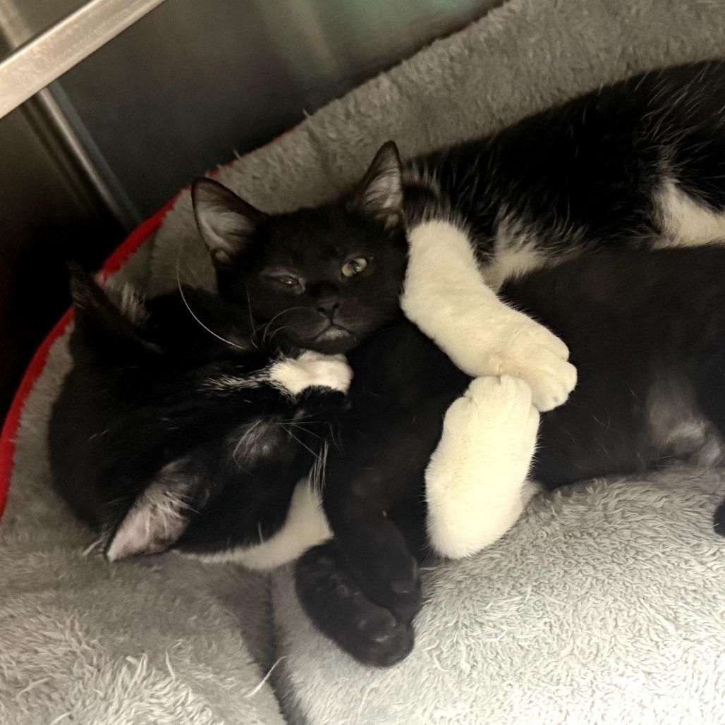 Enlarge Big Billy, a Adoptable Domestic Short Hair in Dixon, IL image 2/3