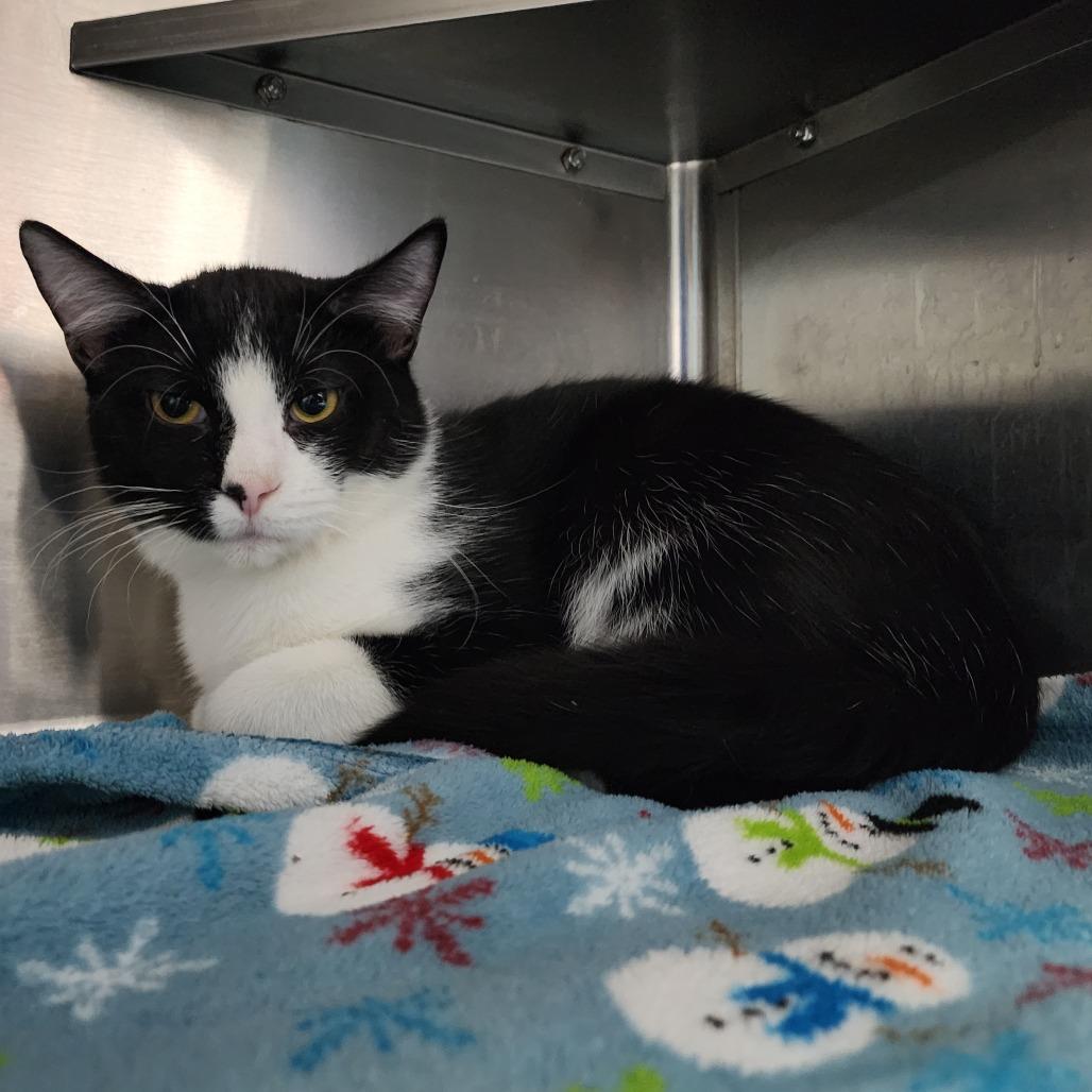 Enlarge Big Billy, a Adoptable Domestic Short Hair in Dixon, IL image 2/2