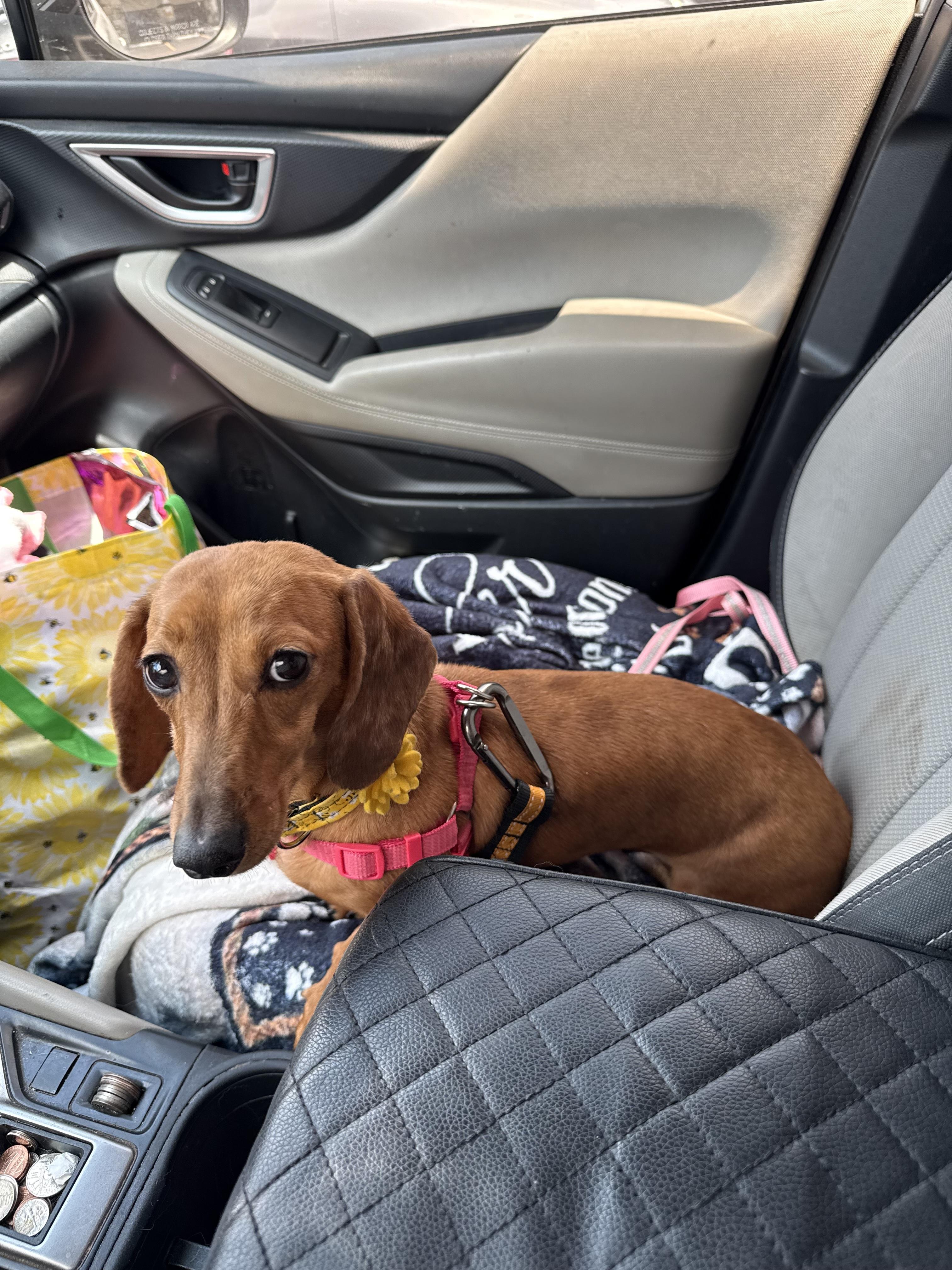 Enlarge Mabel Jane/Ruby, a Adopted Dachshund in Arlington, TX image 1/1