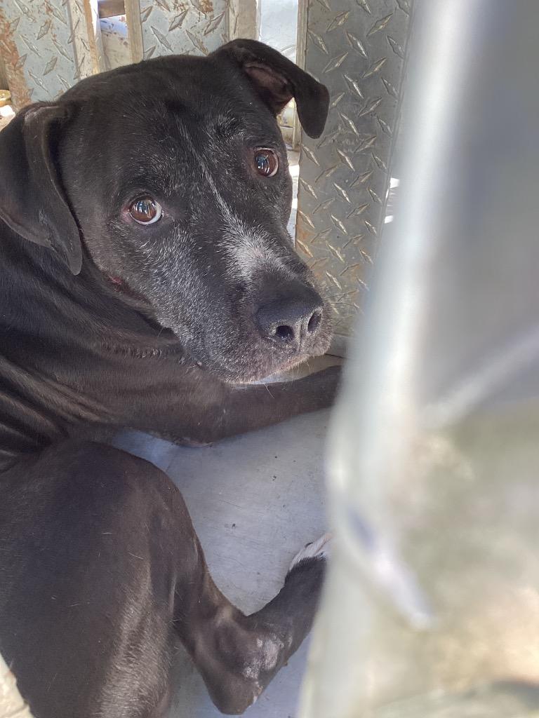 Durham, Adoptable, Adult Male Terrier.