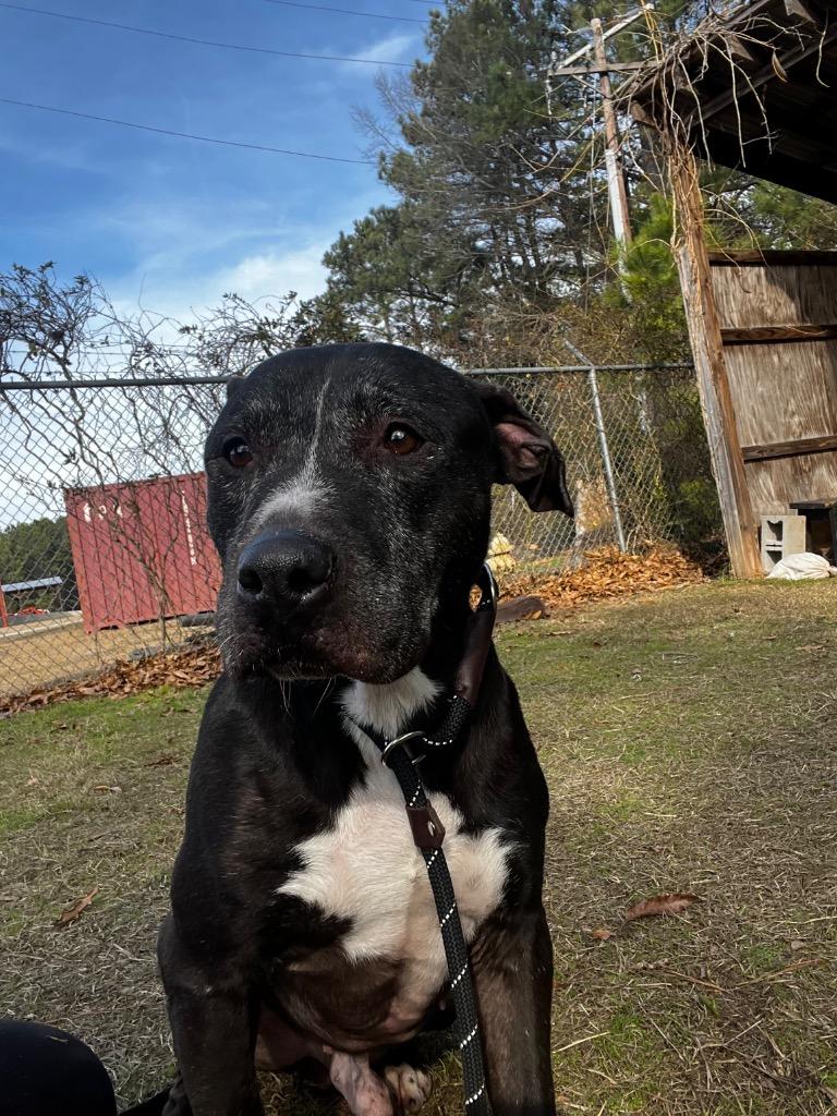 Enlarge Durham, a Adoptable mixed breed in Winnsboro, SC image 2/2