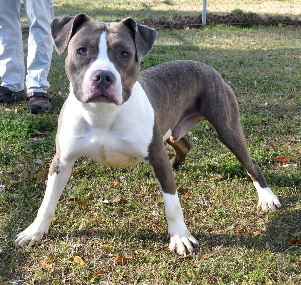 Enlarge Tiny, a Adoptable mixed breed in Kingsland, GA image 1/2