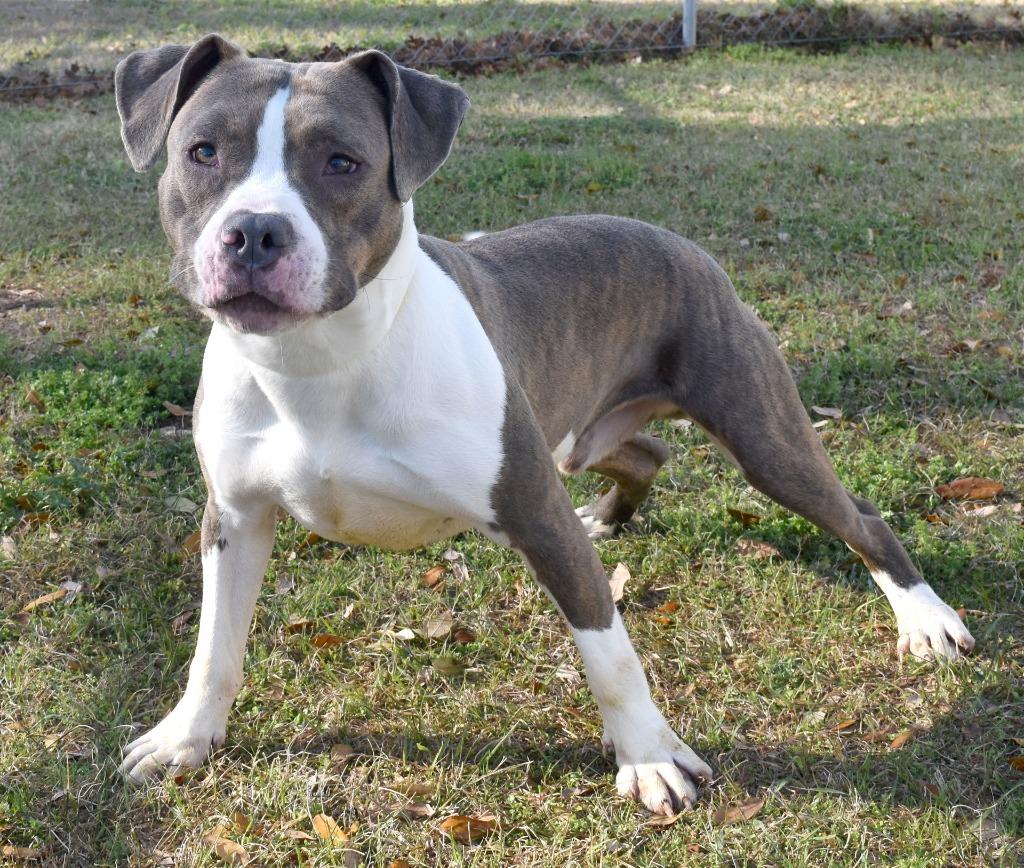 Enlarge Tiny, a Adoptable mixed breed in Kingsland, GA image 2/2