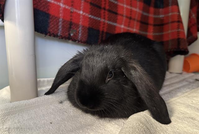 BAXTER, Adoptable, Baby Male Bunny Rabbit.