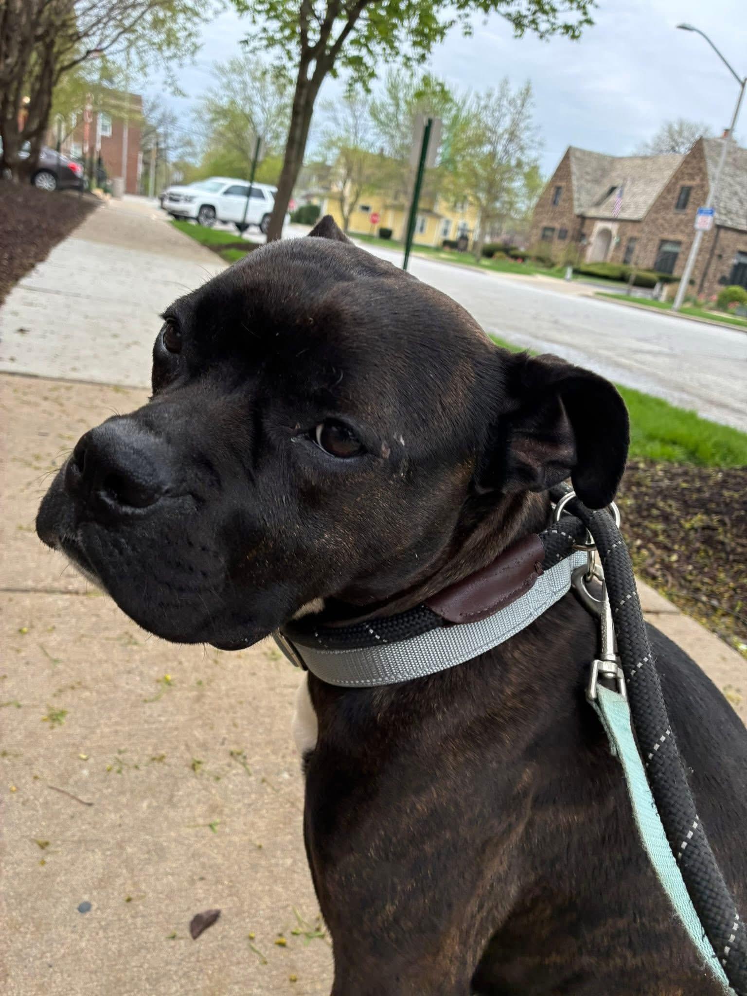 Enlarge Ladybug, a ADOPTABLE mixed breed in Blue Island, IL image 2/5
