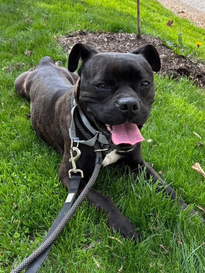 Enlarge Ladybug, a ADOPTABLE mixed breed in Blue Island, IL image 3/5