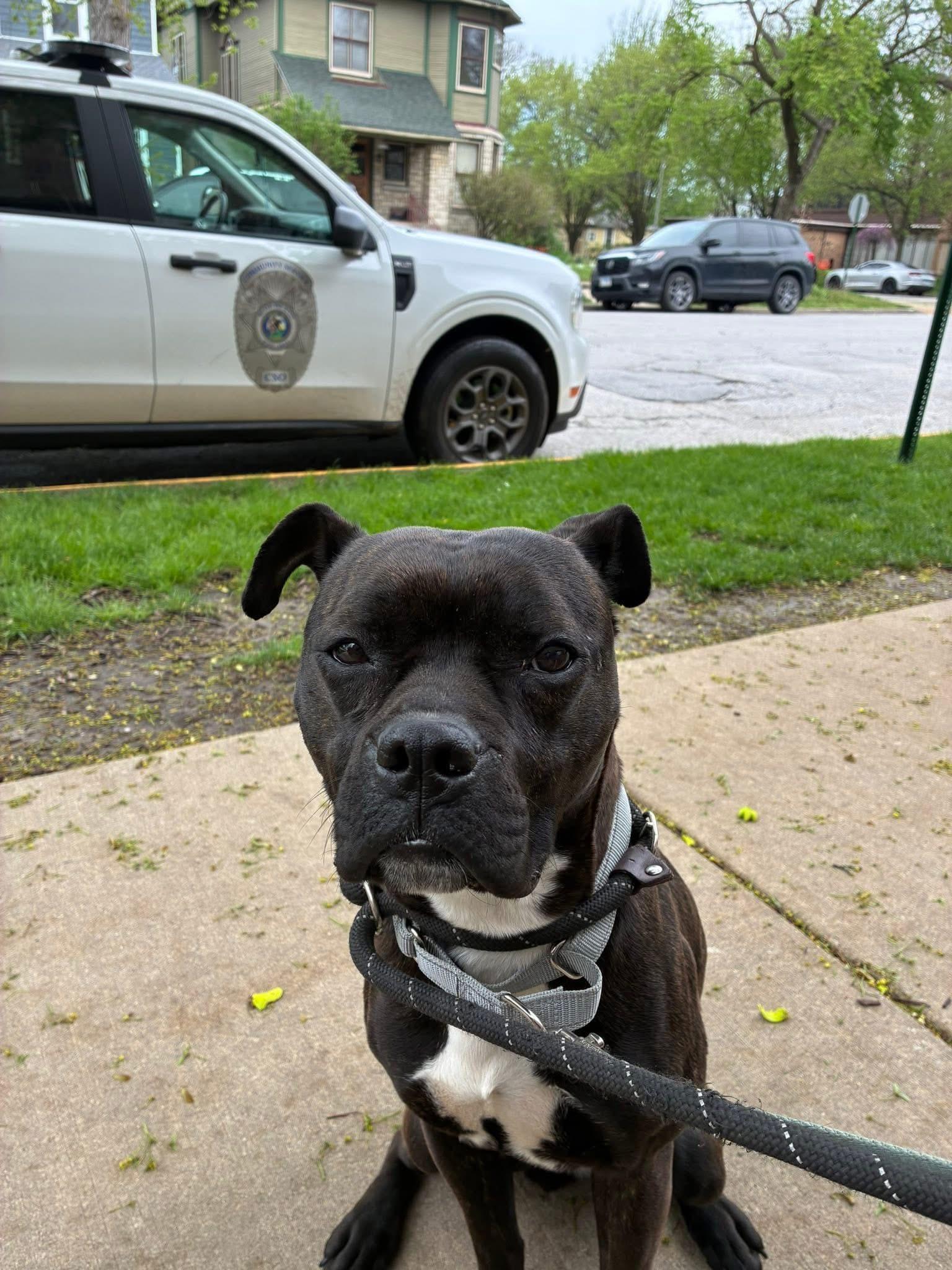 Enlarge Ladybug, a ADOPTABLE mixed breed in Blue Island, IL image 5/5