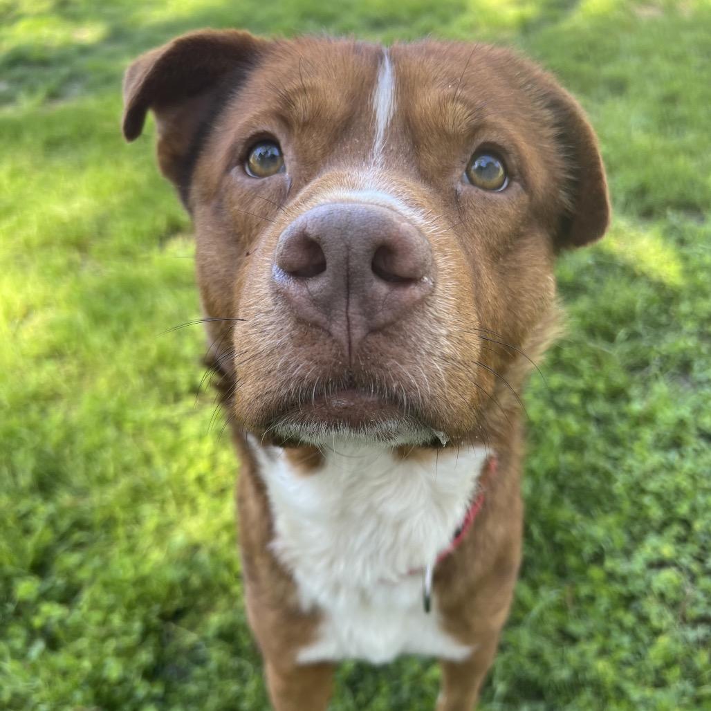 Oso, an adopted Mixed Breed in Buffalo, NY image 2/5
