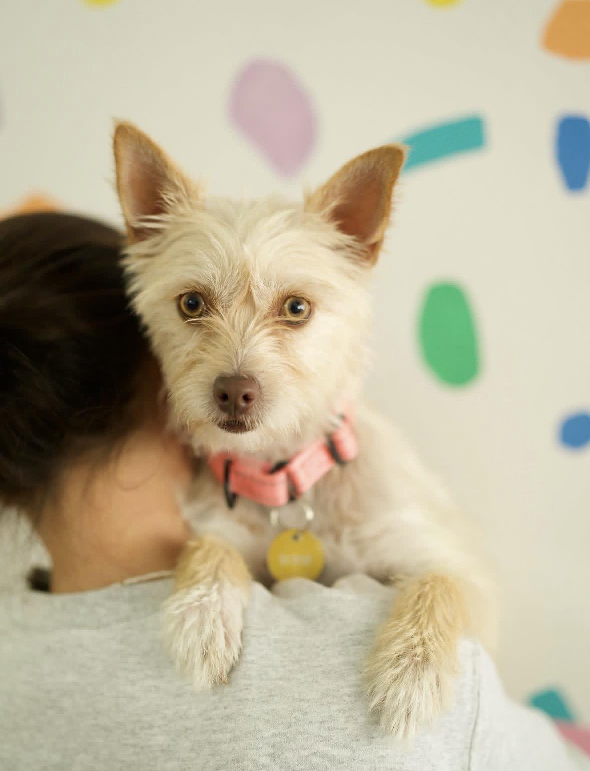 Lily, Adoptable, Adult Female Terrier.