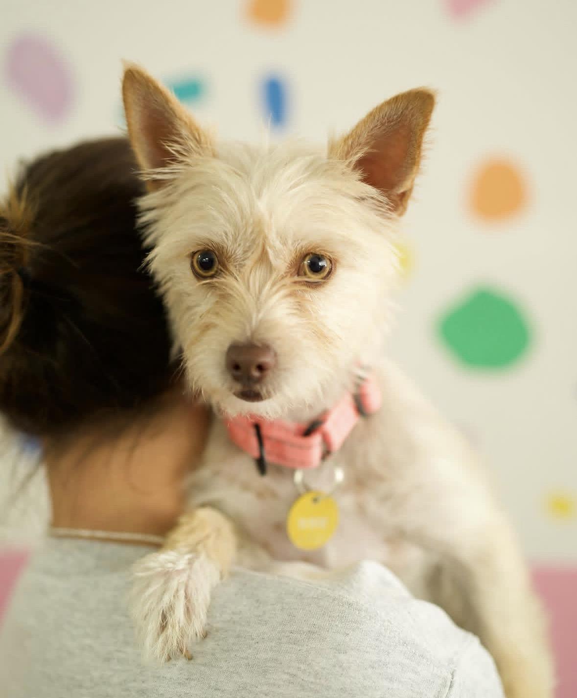 Enlarge Lily, a Adoptable mixed breed in Pasadena, CA image 3/5