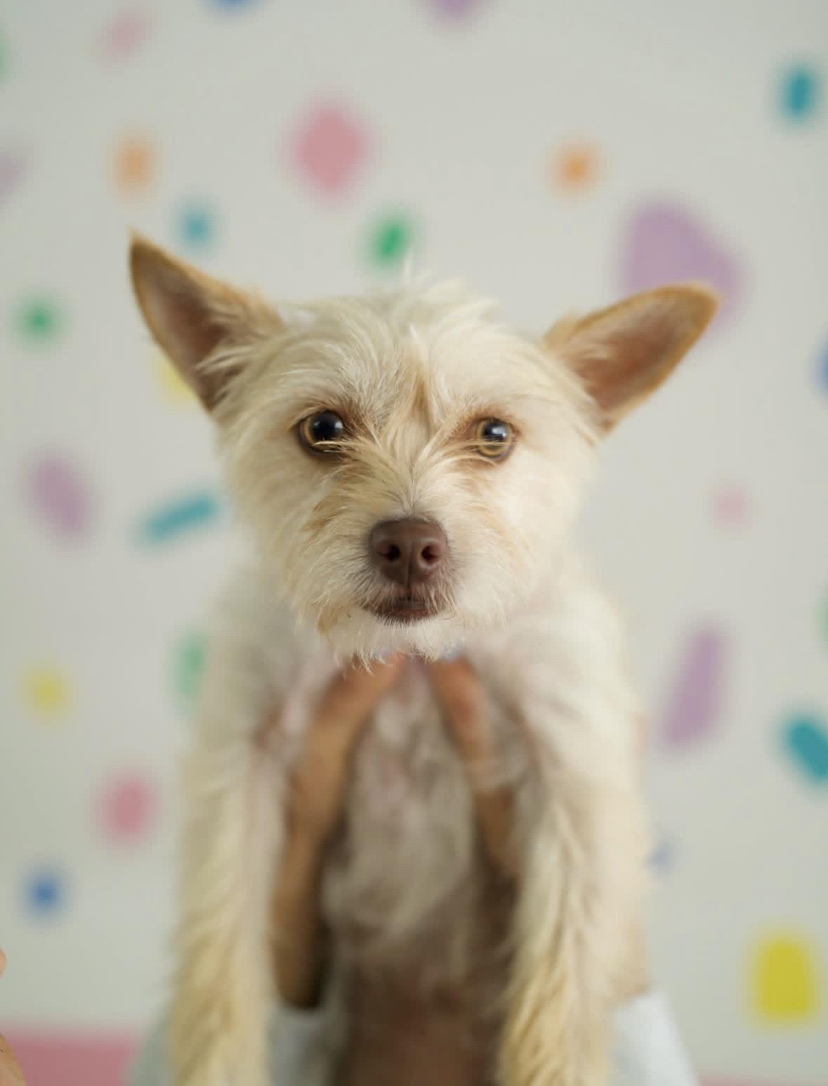 Enlarge Lily, a Adoptable mixed breed in Pasadena, CA image 5/5
