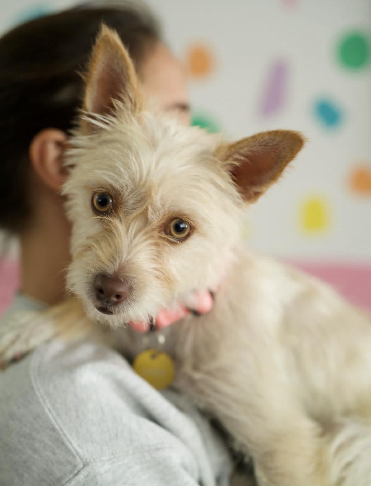 Enlarge Lily, a Adoptable mixed breed in Pasadena, CA image 4/5