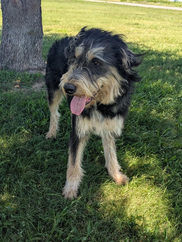 Jefferson, Adoptable, Adult Male Schnauzer.
