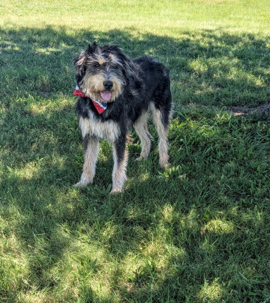 Jefferson, a Adoptable Schnauzer in Arlington, TX image 3/5