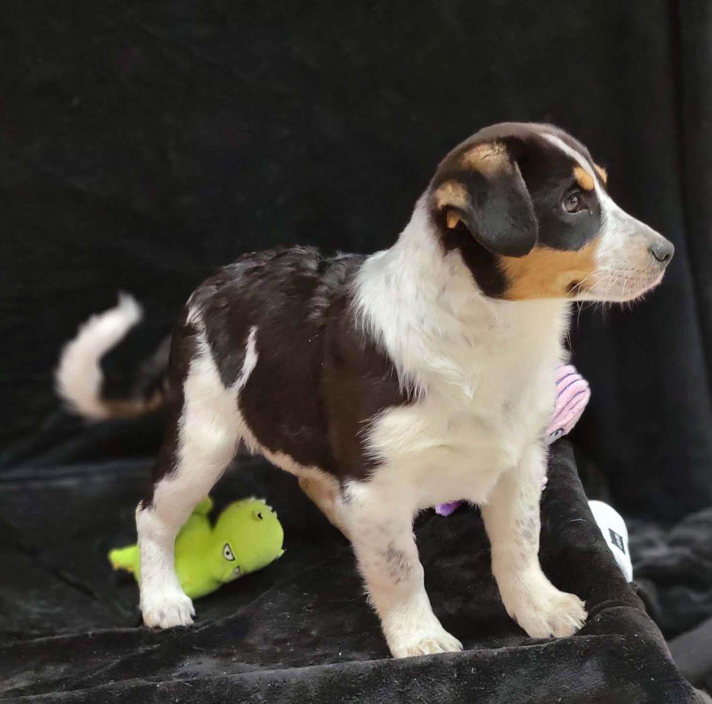 Enlarge Harbor, a ADOPTABLE mixed breed in Portage, WI image 2/4