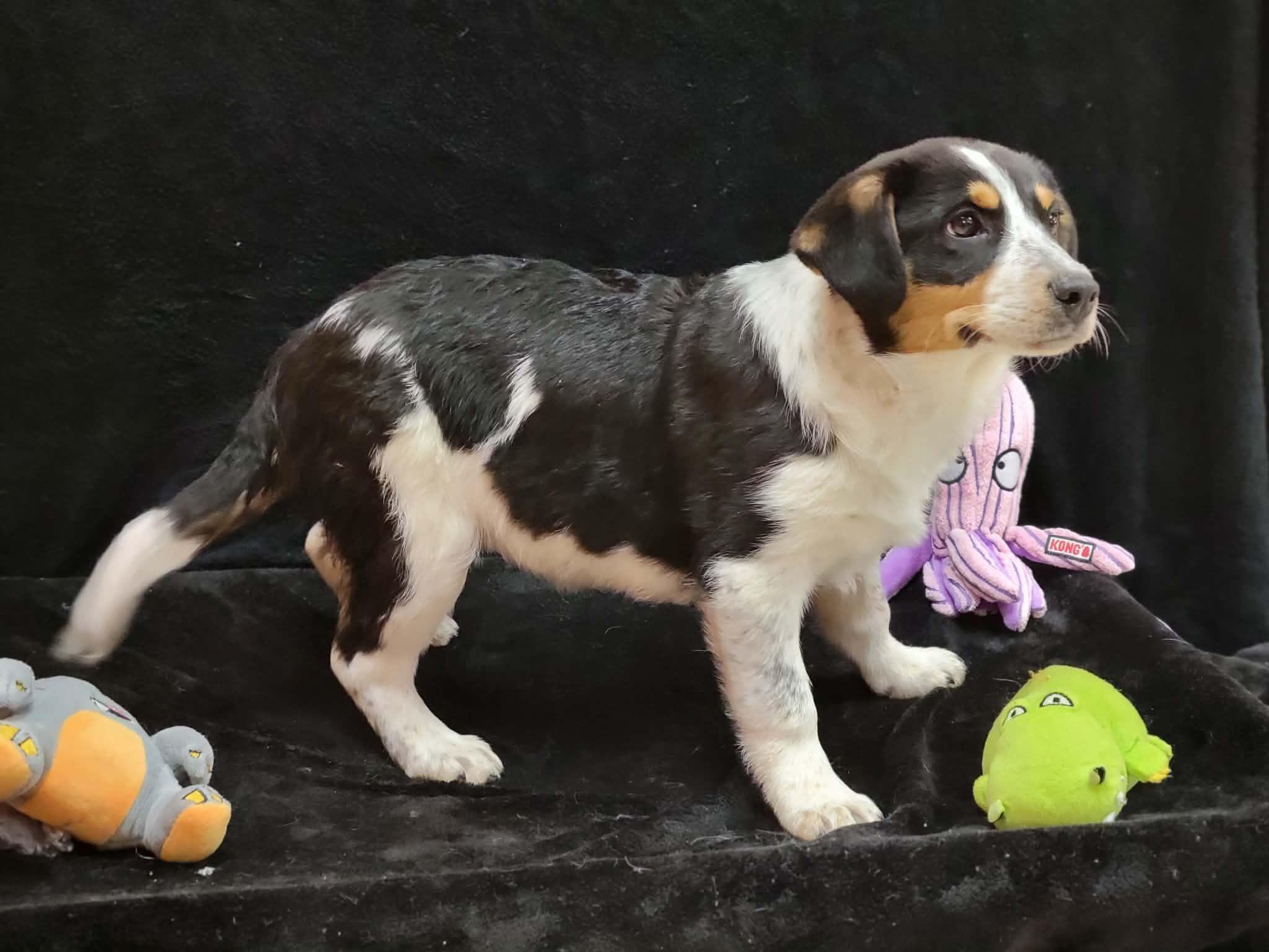 Enlarge Harbor, a ADOPTABLE mixed breed in Portage, WI image 4/4