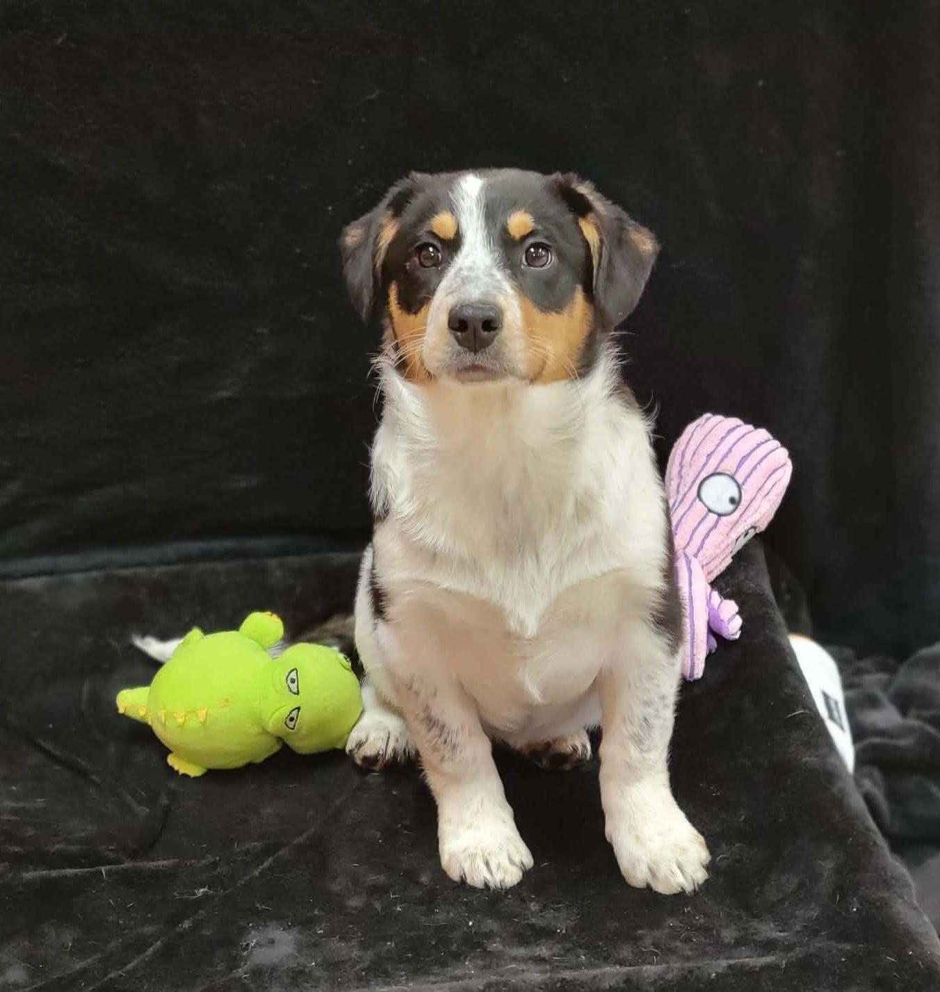 Enlarge Harbor, a ADOPTABLE mixed breed in Portage, WI image 3/4