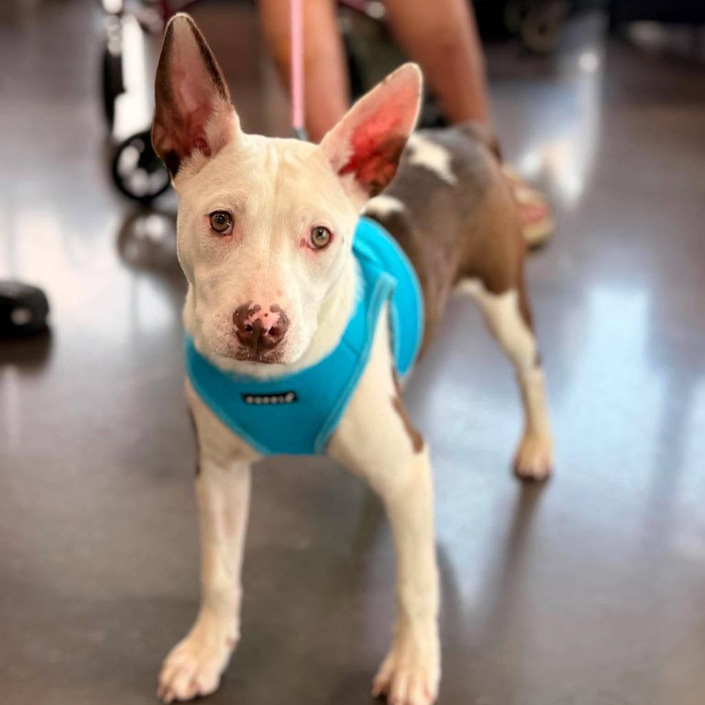 Margo, Adoptable, Puppy Female Mixed Breed.