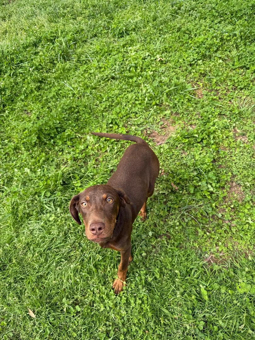 Enlarge Karma, a ADOPTABLE mixed breed in Lancaster, SC image 2/2