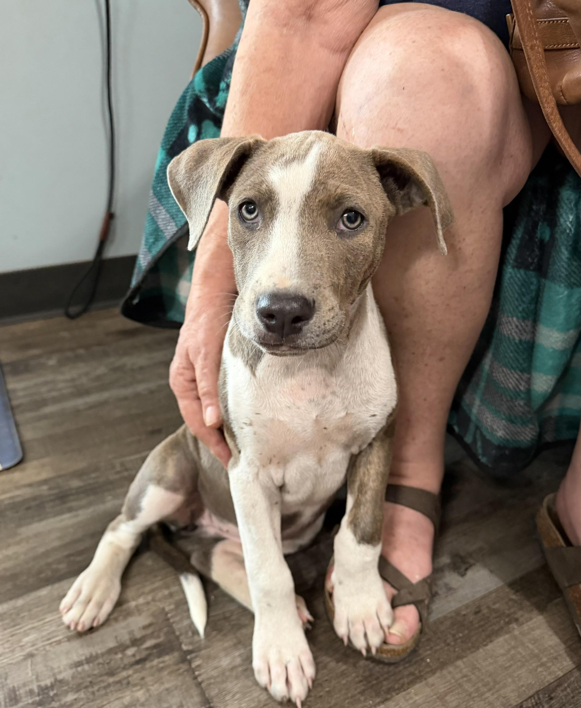 Enlarge Eliza Elementary - Local pup, a Adoption Pending mixed breed in Andover, MA image 4/5