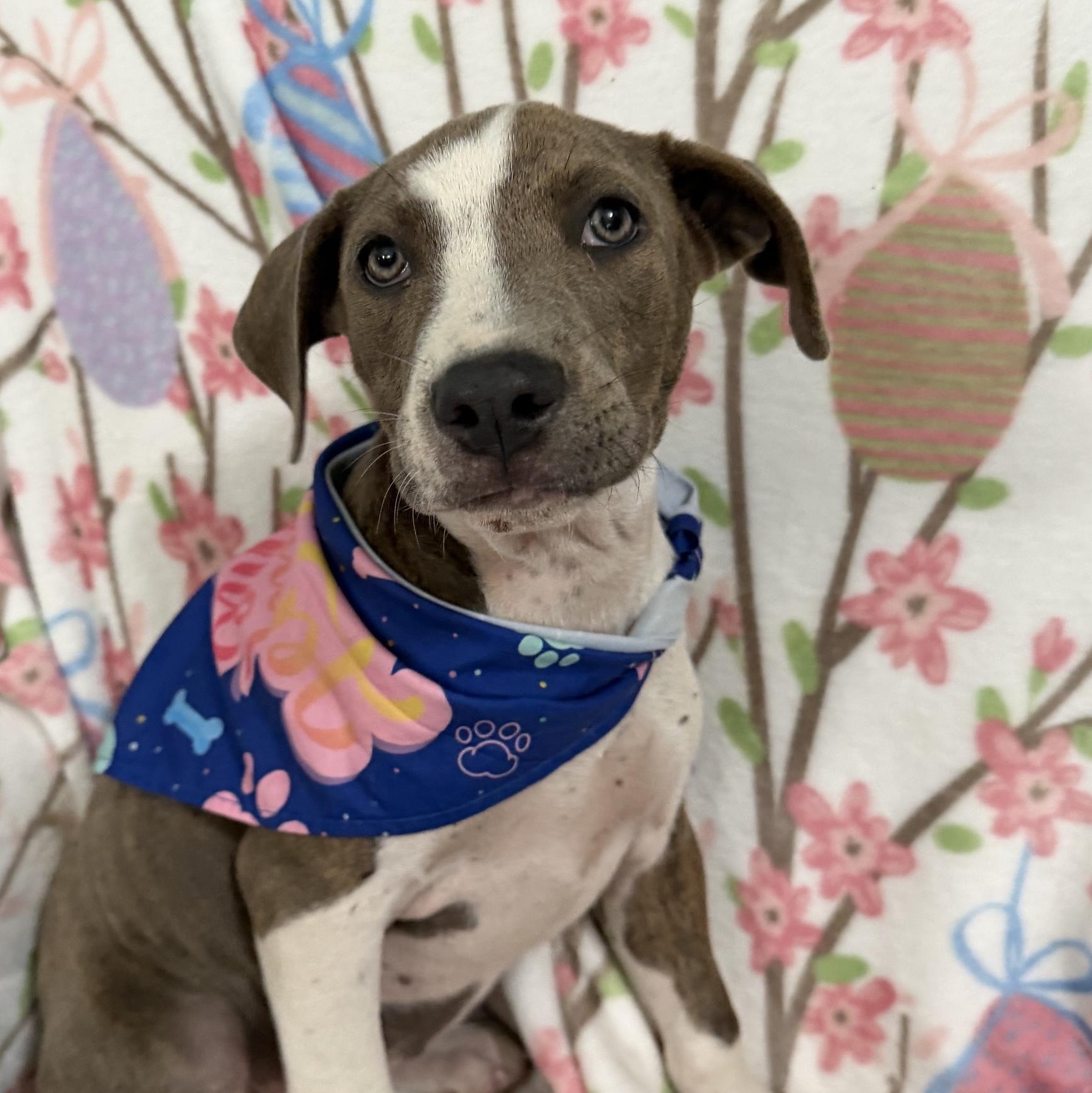 Enlarge Eliza Elementary - Local pup, a Adoption Pending mixed breed in Andover, MA image 1/5