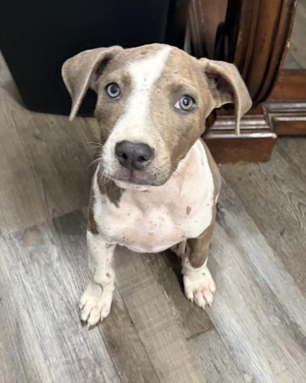 Enlarge Eliza Elementary - Local pup, a Adoption Pending mixed breed in Andover, MA image 5/5