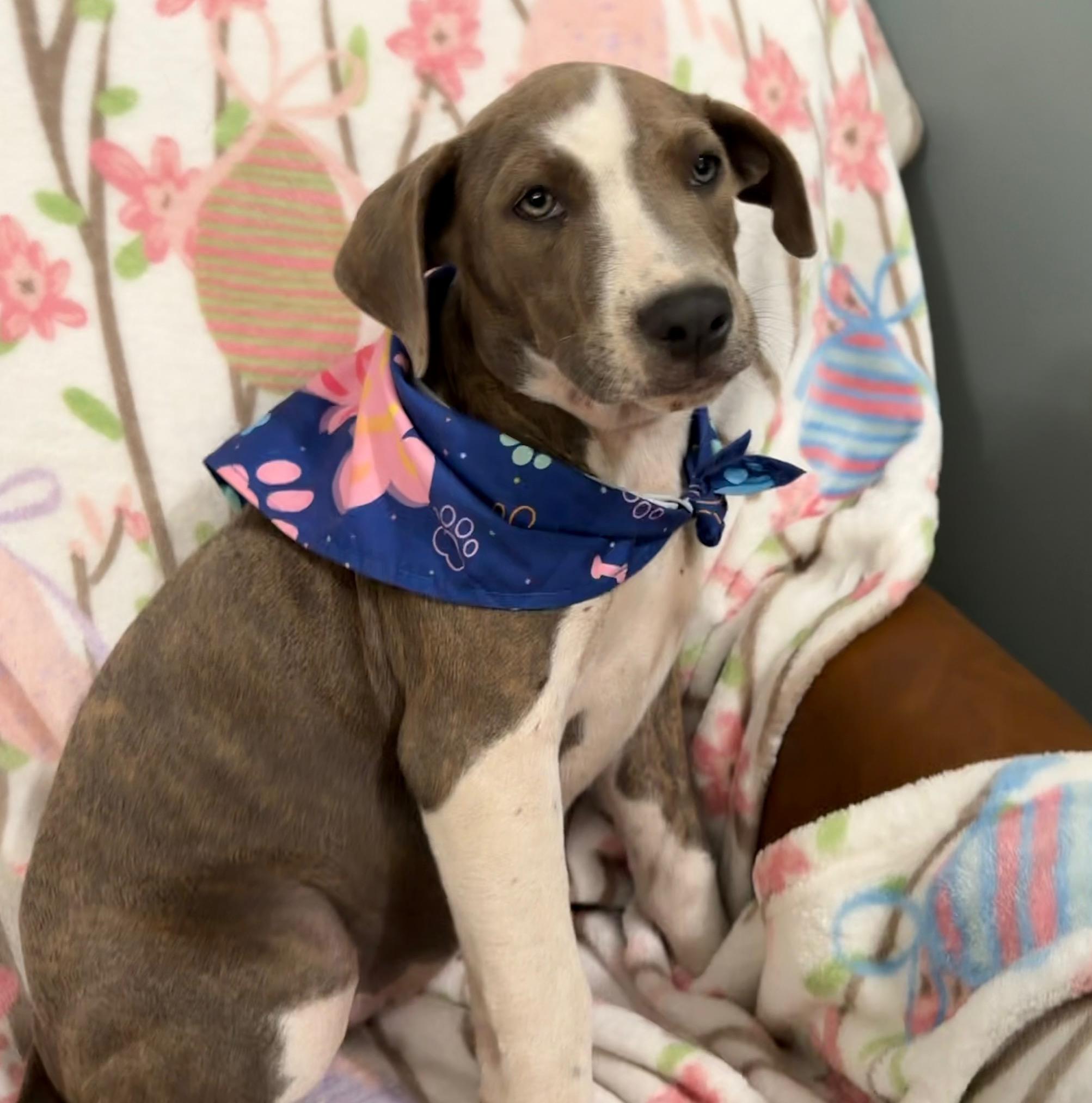 Enlarge Eliza Elementary - Local pup, a Adoption Pending mixed breed in Andover, MA image 3/5