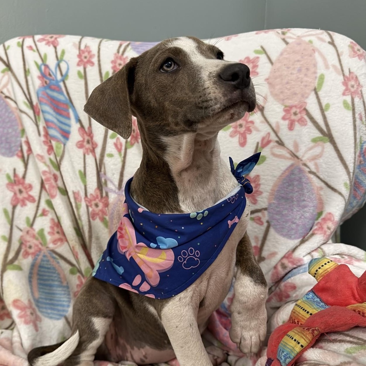 Enlarge Eliza Elementary - Local pup, a Adoption Pending mixed breed in Andover, MA image 2/5