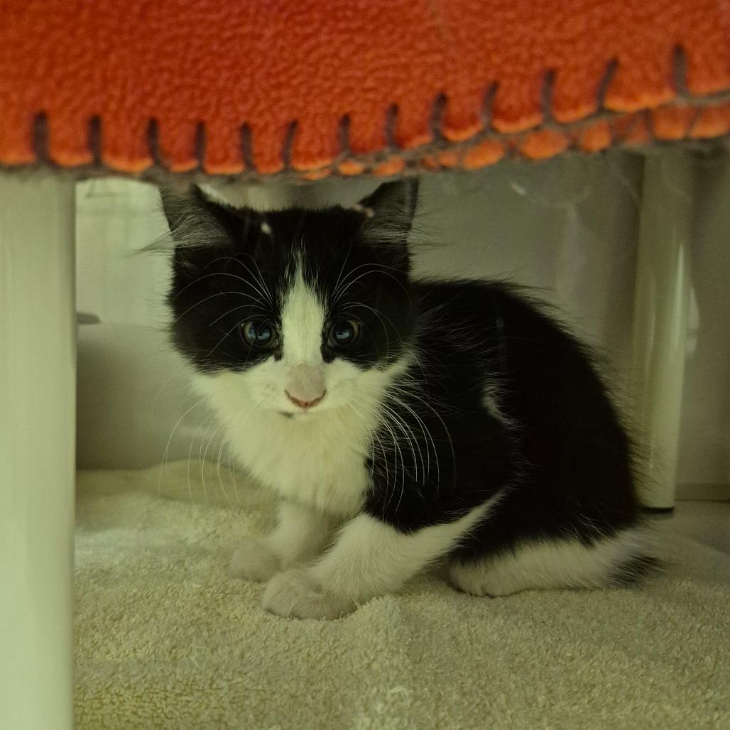 Bubbles, Adoptable, Kitten Female Domestic Medium Hair.