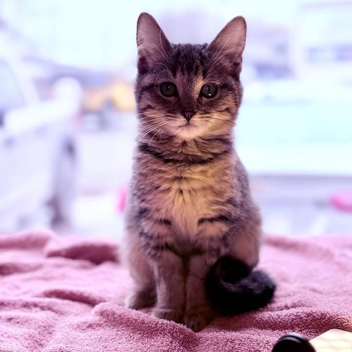 Cassiopeia, Adoptable, Kitten Female Domestic Medium Hair.