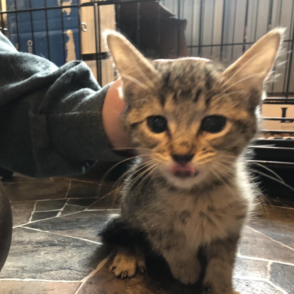 Cassiopeia, Adoptable, Kitten Female Domestic Medium Hair.