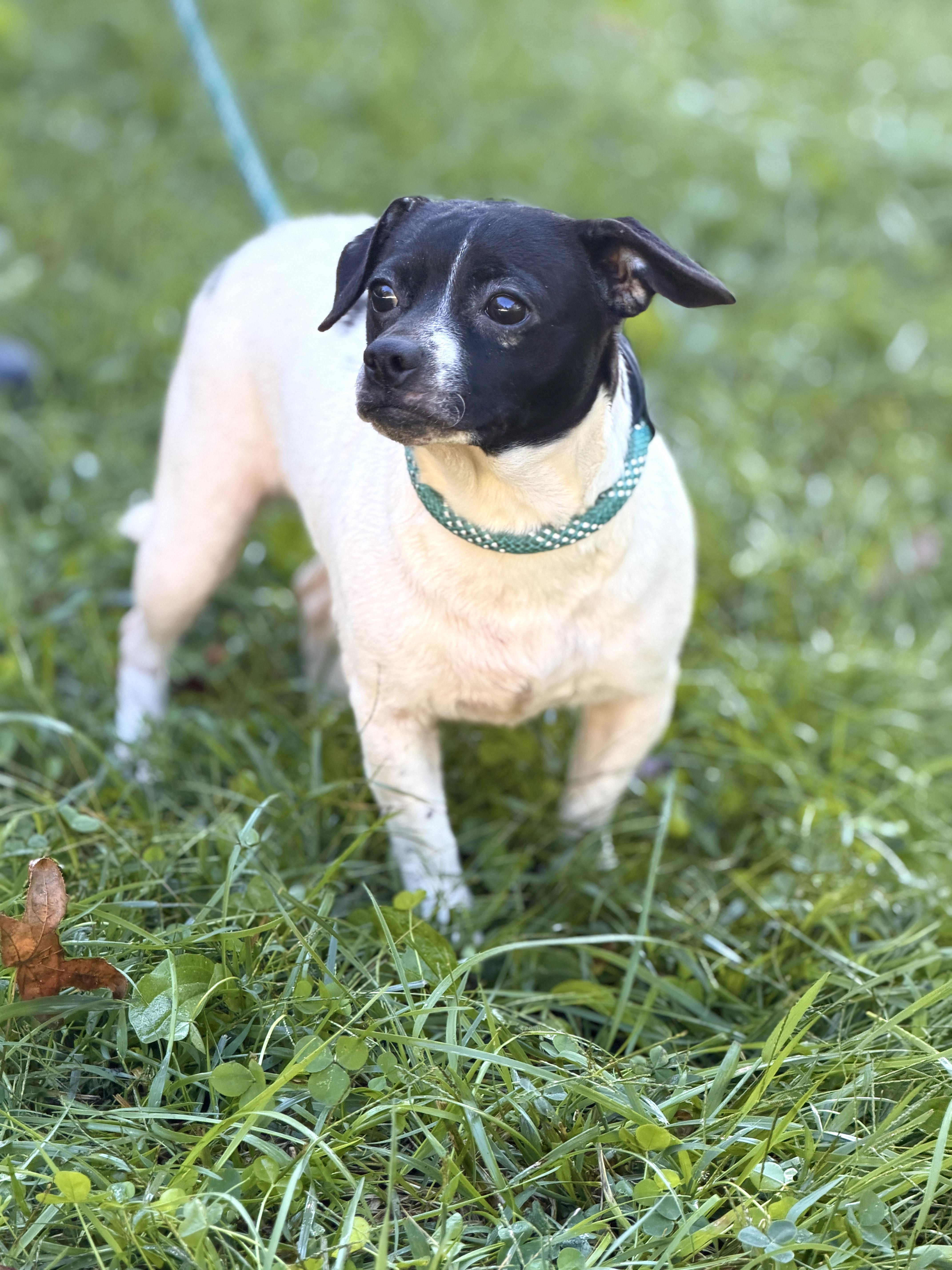 Enlarge Pepe, a Adoptable mixed breed in Gradyville, KY image 4/5