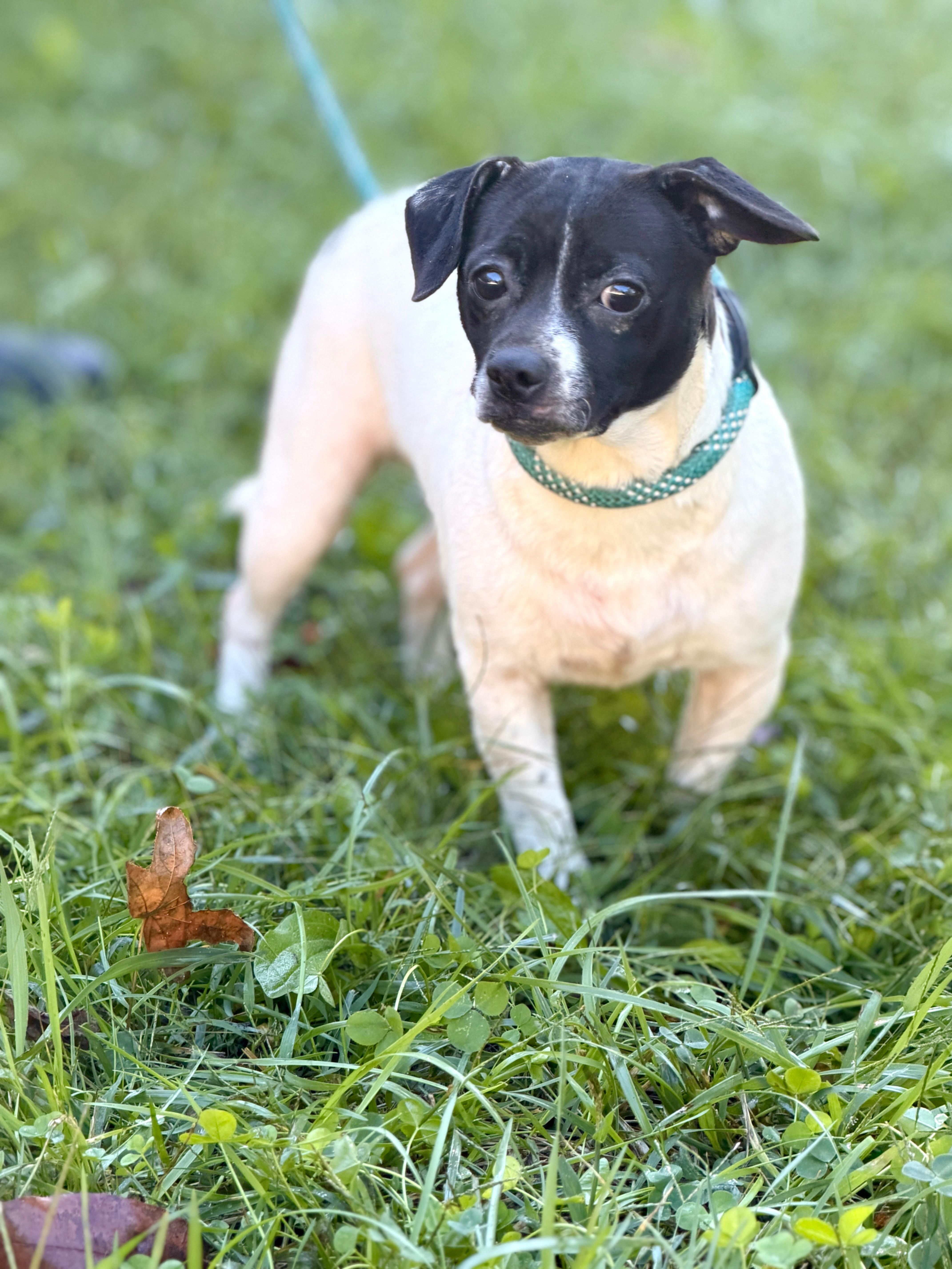 Enlarge Pepe, a Adoptable mixed breed in Gradyville, KY image 2/5