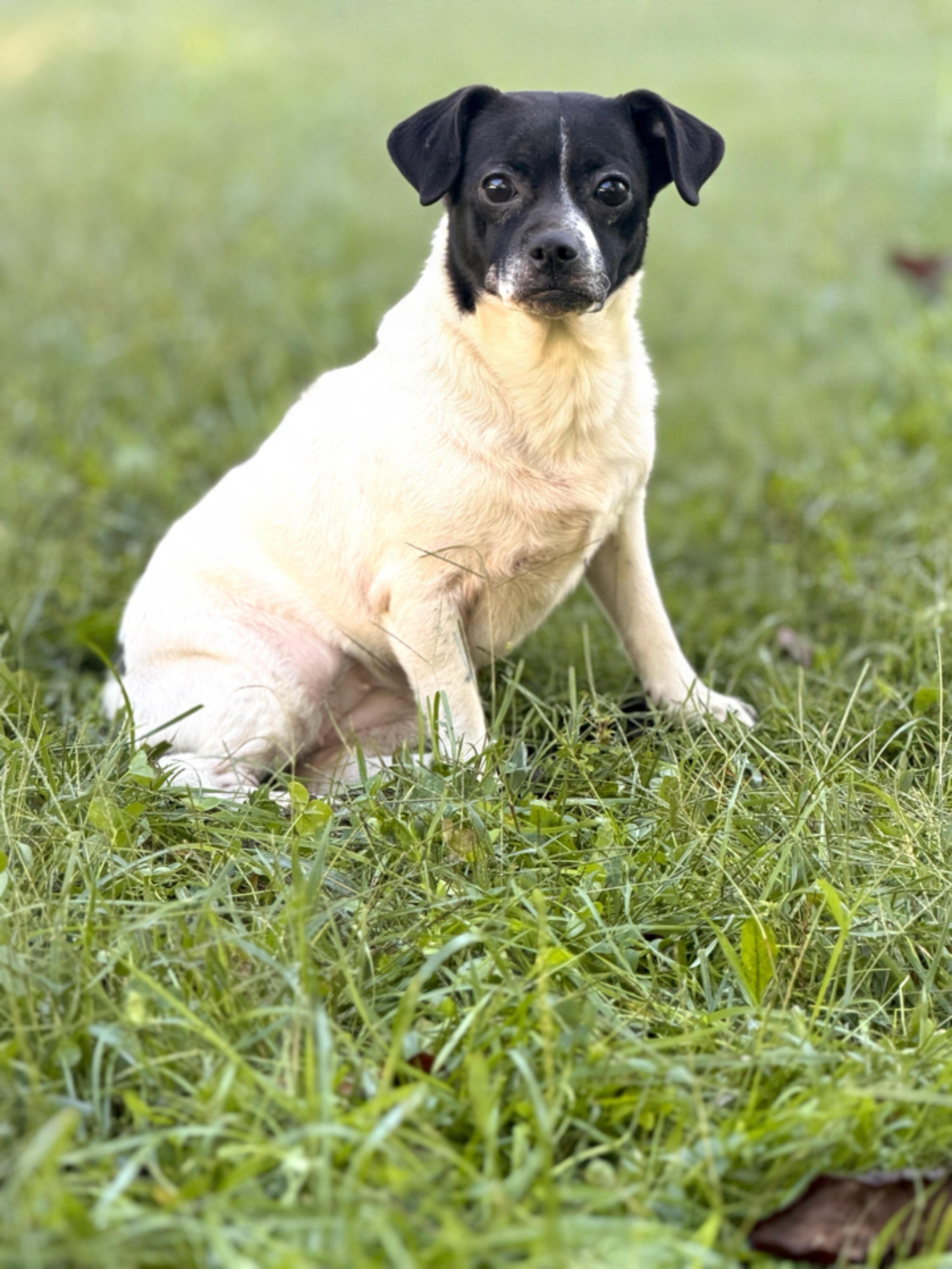 Enlarge Pepe, a Adoptable mixed breed in Gradyville, KY image 3/5