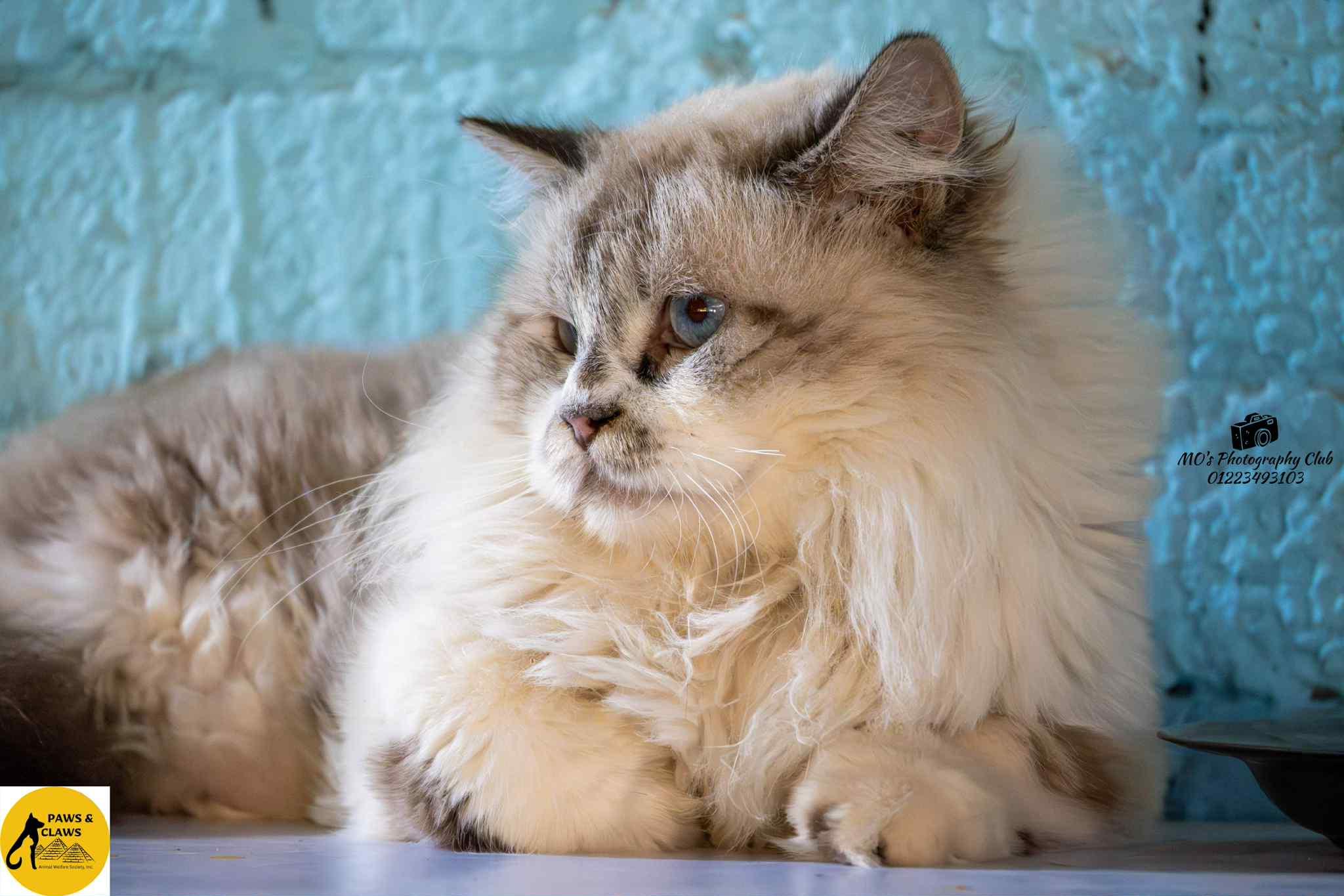 Romeo N, Adult Male unknown