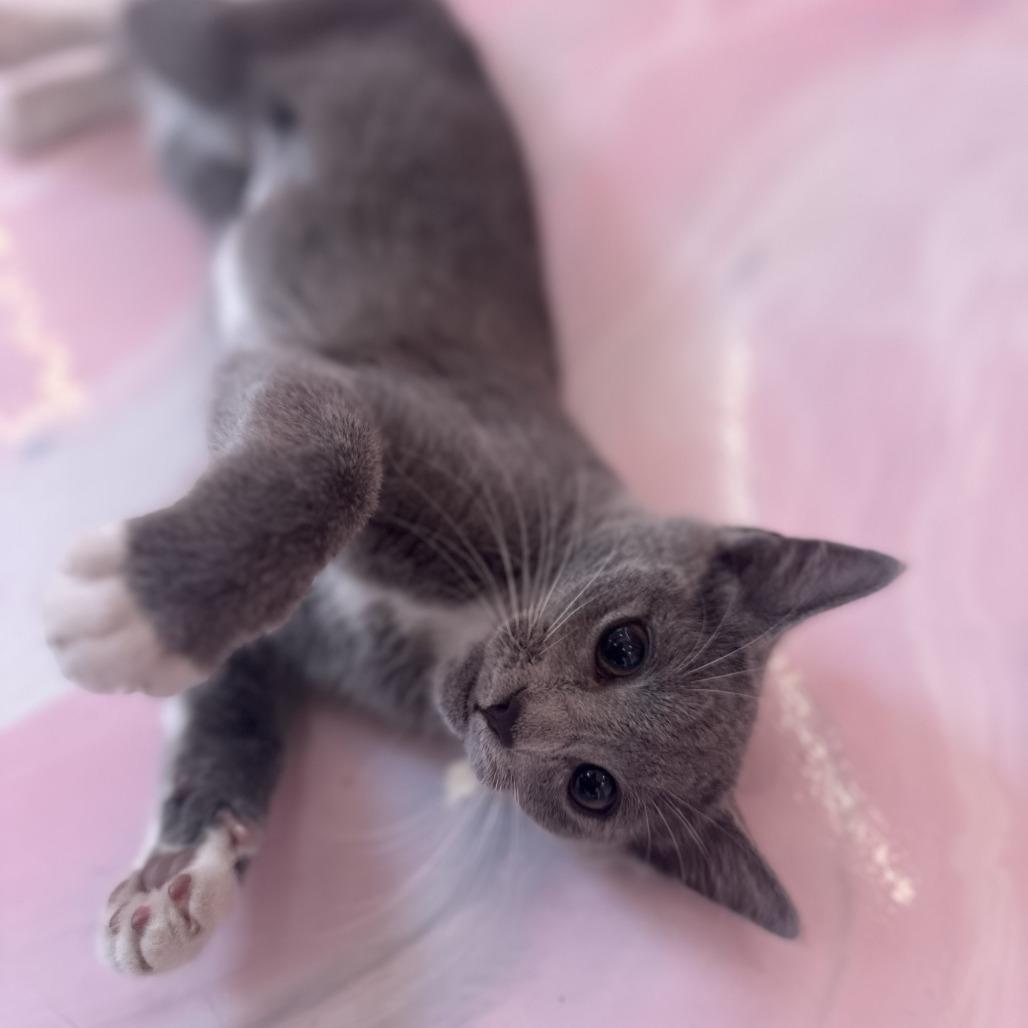 Fizzy, a Adoptable Domestic Short Hair in Forest Park, IL image 1/4