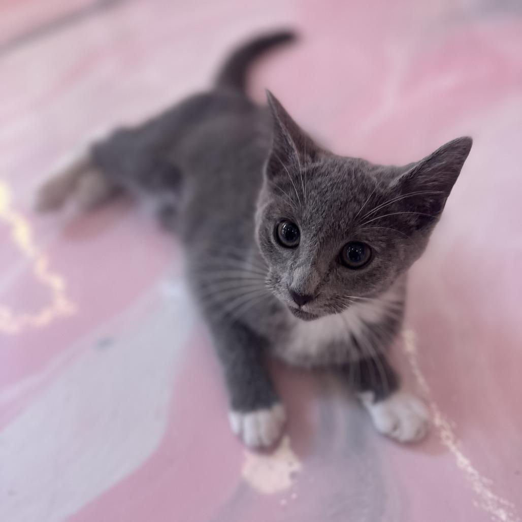 Fizzy, a Adoptable Domestic Short Hair in Forest Park, IL image 2/4