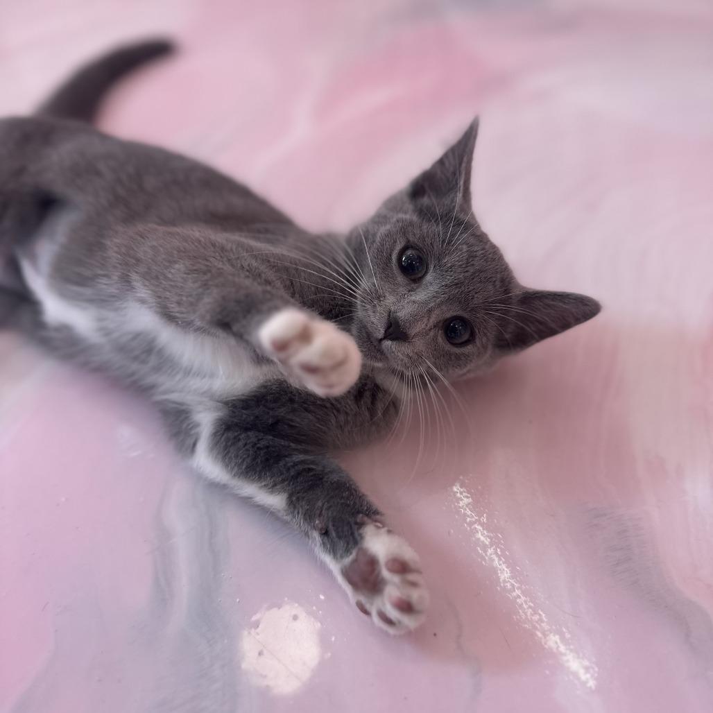 Fizzy, a Adoptable Domestic Short Hair in Forest Park, IL image 3/4