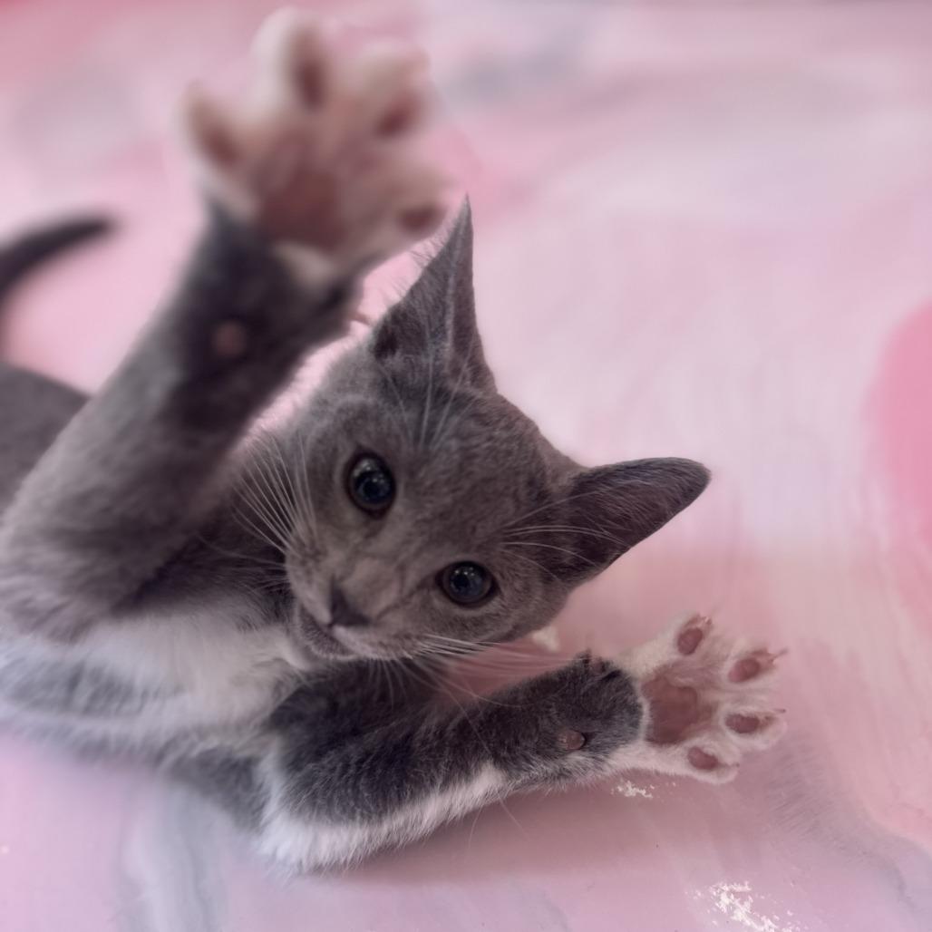 Fizzy, a Adoptable Domestic Short Hair in Forest Park, IL image 4/4