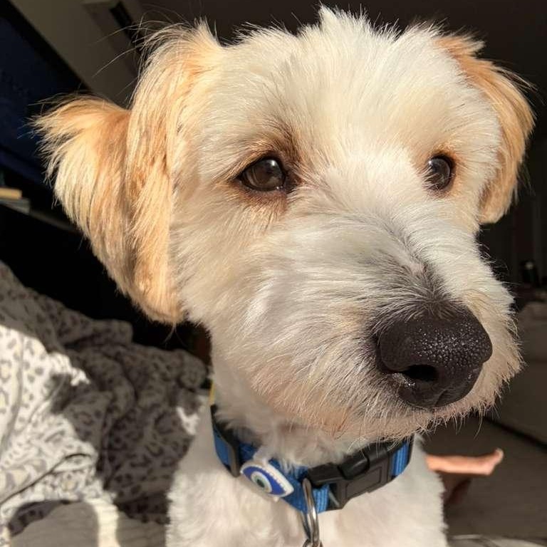 LOUIE, ADOPTABLE, Young Male Poodle.